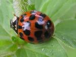 Harmonia axyridis.