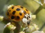 Harmonia axyridis.