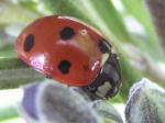 Coccinella septempunctata.