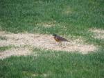 Robin...at lease someone likes dead grass!