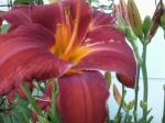 Red Day Lily