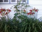 Day Lilies with Grape Vine Background