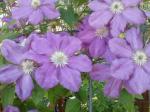 Pink Clematis Vine