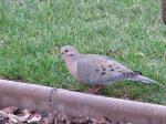 Mourning Dove