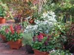 Potted plants in the courtyard garden - July 2011 mid-Winter