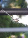 Argiope aka writing spider is dbl in size since Sunday.
