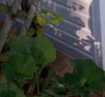 Top left is spider. Bottom right is he's leftovers in my hollyhocks.