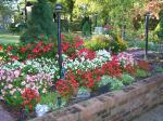 Begonias with lamp posts.