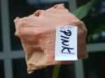 Pantyhose bags to cover zinnias, staple one end closed
