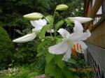 Oriental Lily