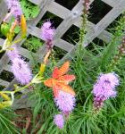 Gay feather and Blackberry lily.