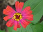 zinnia