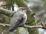 Anna's Hummingbird, female..