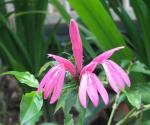 Dianthera nodosa or Pink Lady Fingers