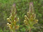 Sickletop lousewort.