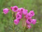 Pink mountain heather.