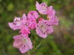 Bog laurel.