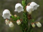 White mountain heather.