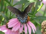 Female Eastern Tiger Swallowtail