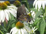 Female Eastern Tiger Swallowtail