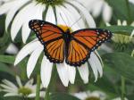 Viceroy or Monarch???