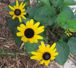 Goldstrum Black Eyed Susans