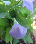 Balloon Flower