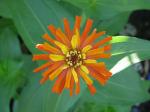 zinnia