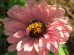 zinnia