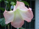 Brugmansia