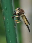 Robber fly?