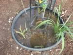 water cleared
