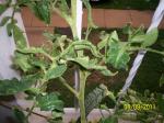 curled leaves of tomato plant