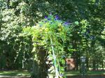 Morning glory umbrella is really pretty this morning