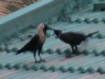 Mom Crow with chick 2