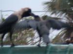 Mom Crow with chick 3