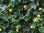 Yellow flower vine