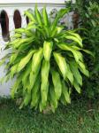 Dracaena Fragrans