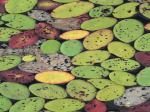 Tricolor lily pads