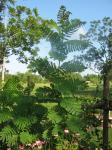 Pride of Barbados - no blooms