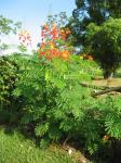 Pride of Barbados - blooming