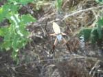 Another view of garden spider