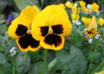 Another 'Super Swiss Giants' Pansy