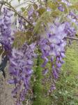 Gorgeous spring blooms of Wisteria