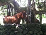 horse under a banyan tree