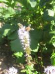 Honey bee on a mint blossom