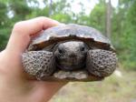 Young Gopher Tortoise