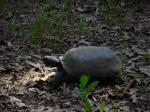 Gopher Tortoise