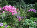 same pink phlox, and some lavender phlox and where is the path????