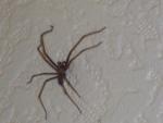 'Henry' the house spider